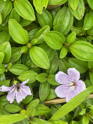 Twelve-stamened Melastoma (Melastoma dodecandrum)