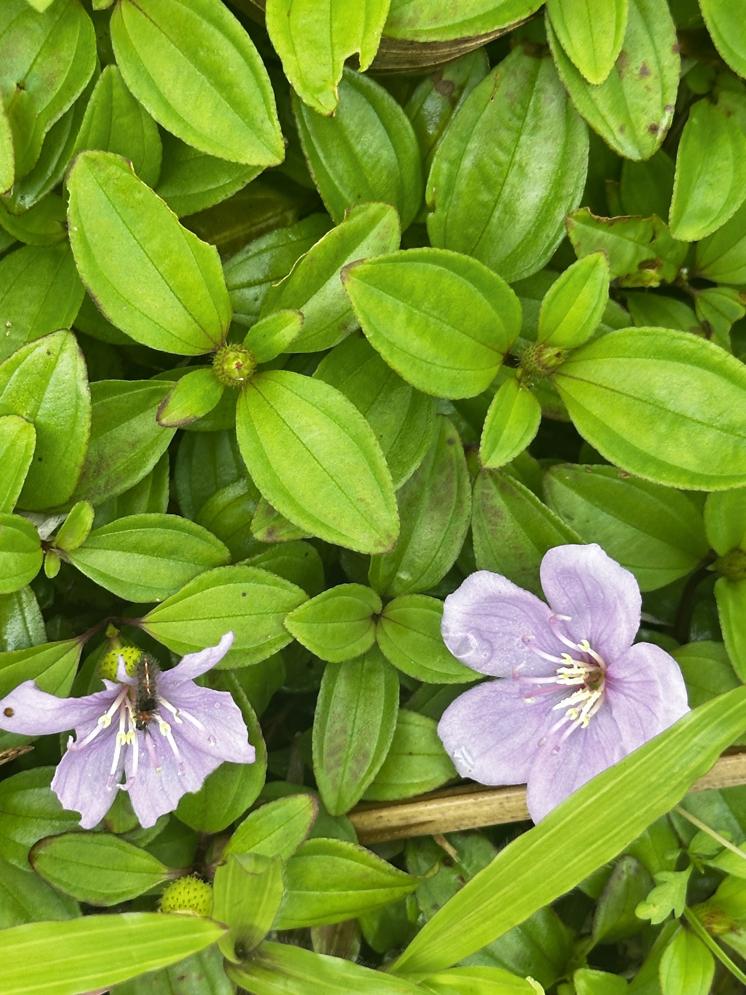 Twelve-Stamened Melastoma (Melastoma dodecandrum)