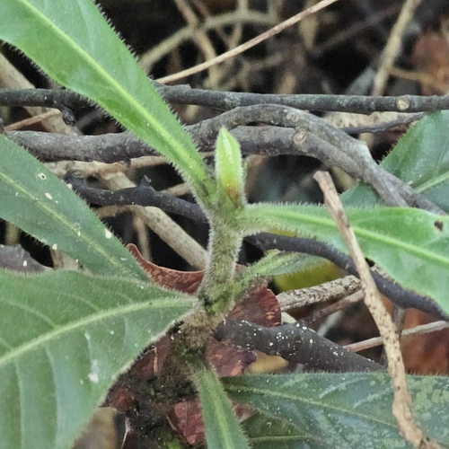 Porterandia observed 2025-05-17