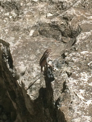 Sceloporus chrysostictus