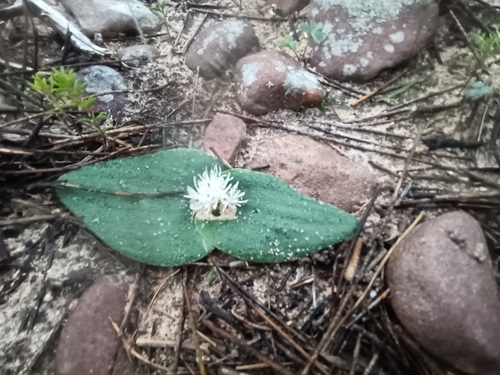 Elandsberg Hedgehog Lily (Massonia elandsmontana)