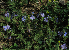 Veronica multifida