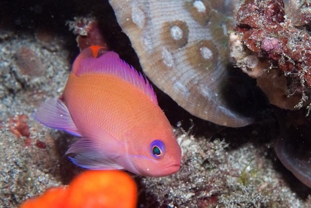 Pink basslet