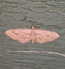 Eupithecia unicolor