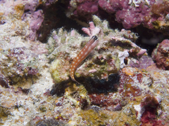 Ecsenius australianus