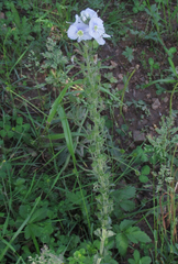 Veronica gentianoides