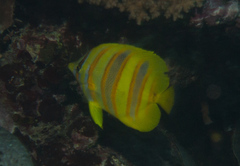 Chaetodon rainfordi