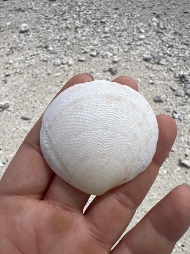 Tellina observed 2025-06-03