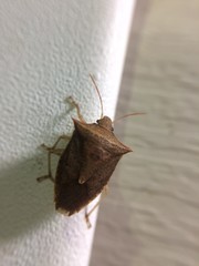 Euschistus ictericus