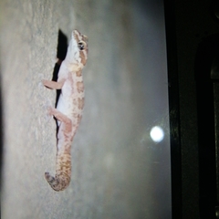 Pachydactylus formosus