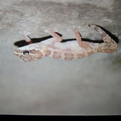 Pachydactylus formosus