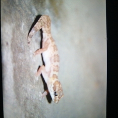 Pachydactylus formosus