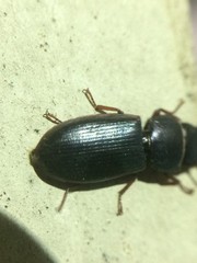 Tenebroides americanus