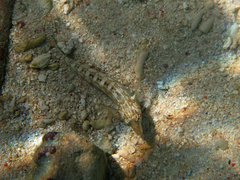 Parapercis australis