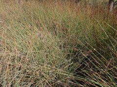 Chorizandra cymbaria