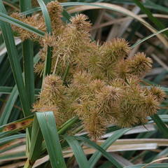 Cyperus lucidus