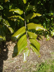 Alectryon excelsus excelsus