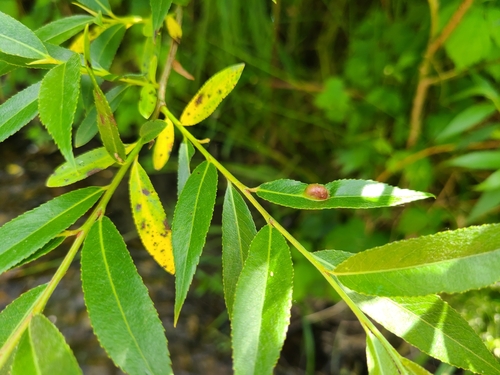Pontania triandrae
