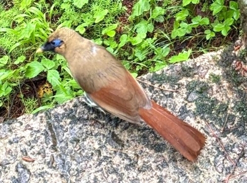 Buffy Laughingthrush (Pterorhinus berthemyi), photo 5