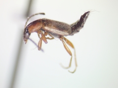 Pelecomalium testaceum