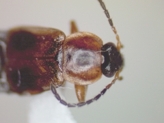 Pelecomalium testaceum