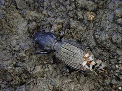 Mermithidae