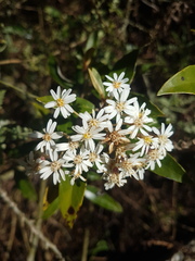 Olearia cheesemanii