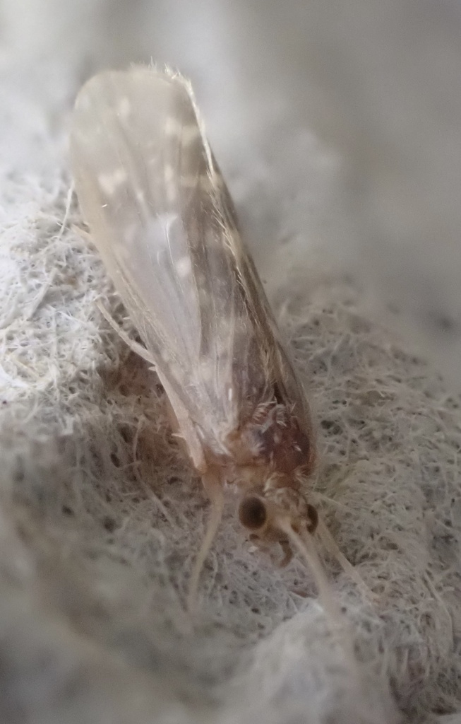 Cyrnus crenaticornis