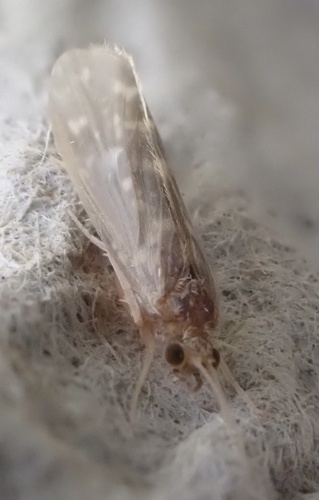 Cyrnus crenaticornis