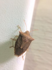 Euschistus ictericus