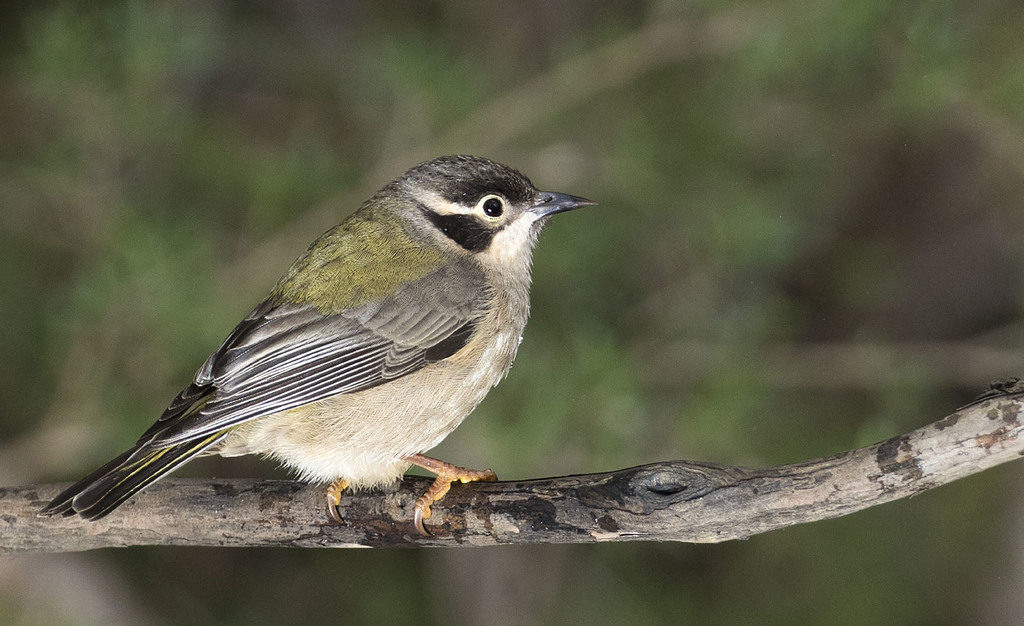 Brown-Headed Honeyeater