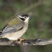 Brown-headed Honeyeater - Photo (c) Ron Greer, some rights reserved (CC BY-NC), uploaded by Ron Greer