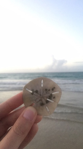 Five-slotted Sand Dollar, Océano Atlántico, Carolina, PR, US, photo 9 of 10