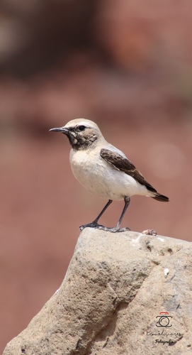 Seebohm's Wheatear