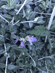 Teucrium fruticans
