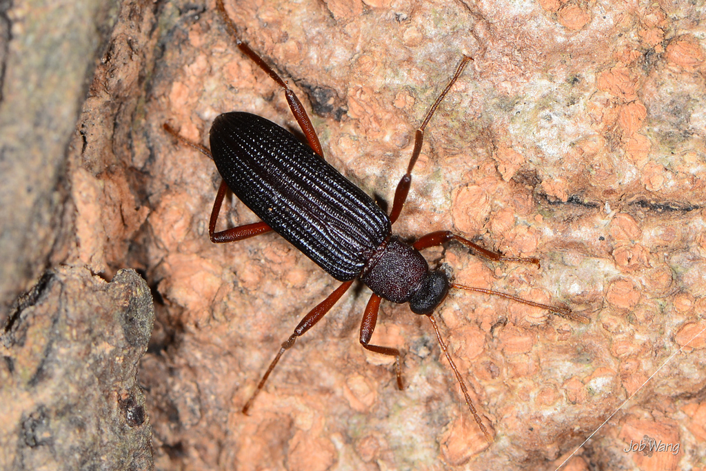 Strongylium cultellatum