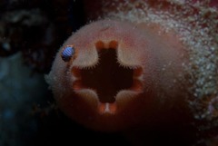 Ochlesis lenticulosus