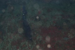 Spondyliosoma emarginatum