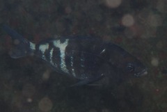 Spondyliosoma emarginatum