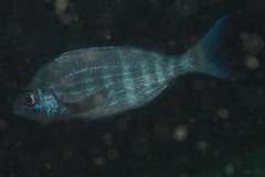 Spondyliosoma emarginatum