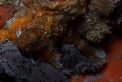 Parablennius cornutus