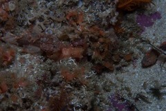 Coccotropsis gymnoderma