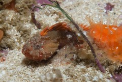 Coccotropsis gymnoderma