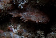Coccotropsis gymnoderma