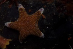 Callopatiria formosa