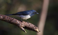 Myiagra cyanoleuca