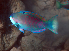 Scarus globiceps