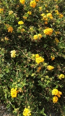Lantana camara
