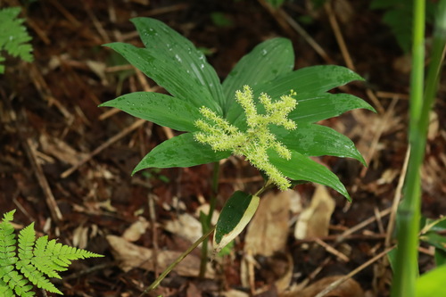 Maianthemum yesoense iNat (3)