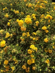 Lantana camara